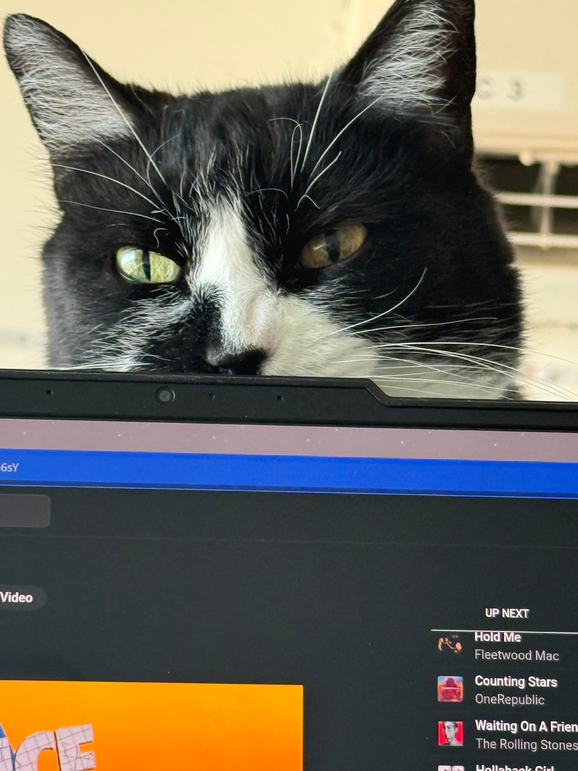 Bouncer, the tuxedo cat, watching over the sysadmin lament.